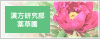 漢方研究部　薬草園